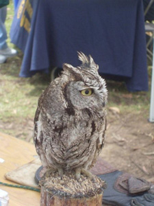 Birds from the Orange County Birds of Prey Center that helped out at the Los Cerritos Wetlands Land Trust Booth for Earth Day