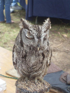 Birds from the Orange County Birds of Prey Center that helped out at the Los Cerritos Wetlands Land Trust Booth for Earth Day