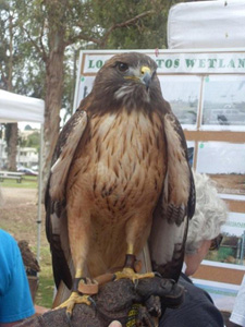 Birds from the Orange County Birds of Prey Center that helped out at the Los Cerritos Wetlands Land Trust Booth for Earth Day