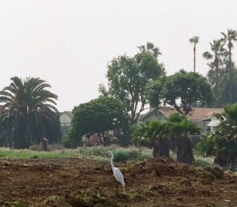 the illegally scraped wetlands habitat area