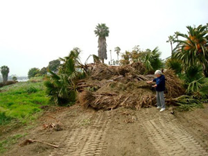 Further photos of wetlands habitat destruction
