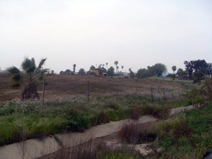 destruction of the Los Cerritos wetlands