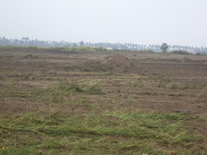 destruction of the Los Cerritos wetlands