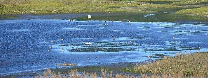 Sobering read about the future of California’s wetlands.