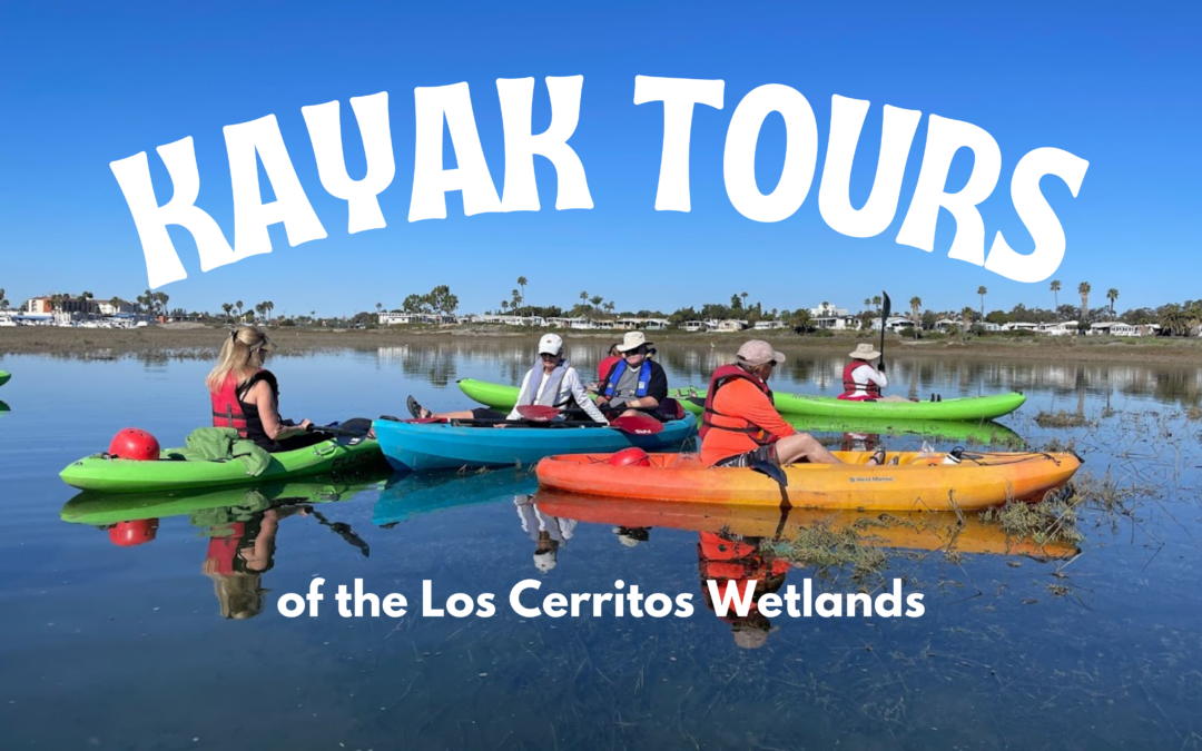 Our wetlands kayaking trips are back!