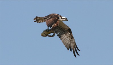 Fun Nature Walk Coming Up in the Wetlands