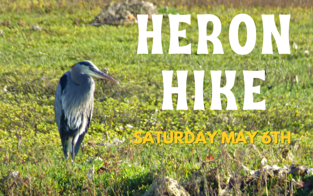 Join Us for a Heron Hike on May 6th