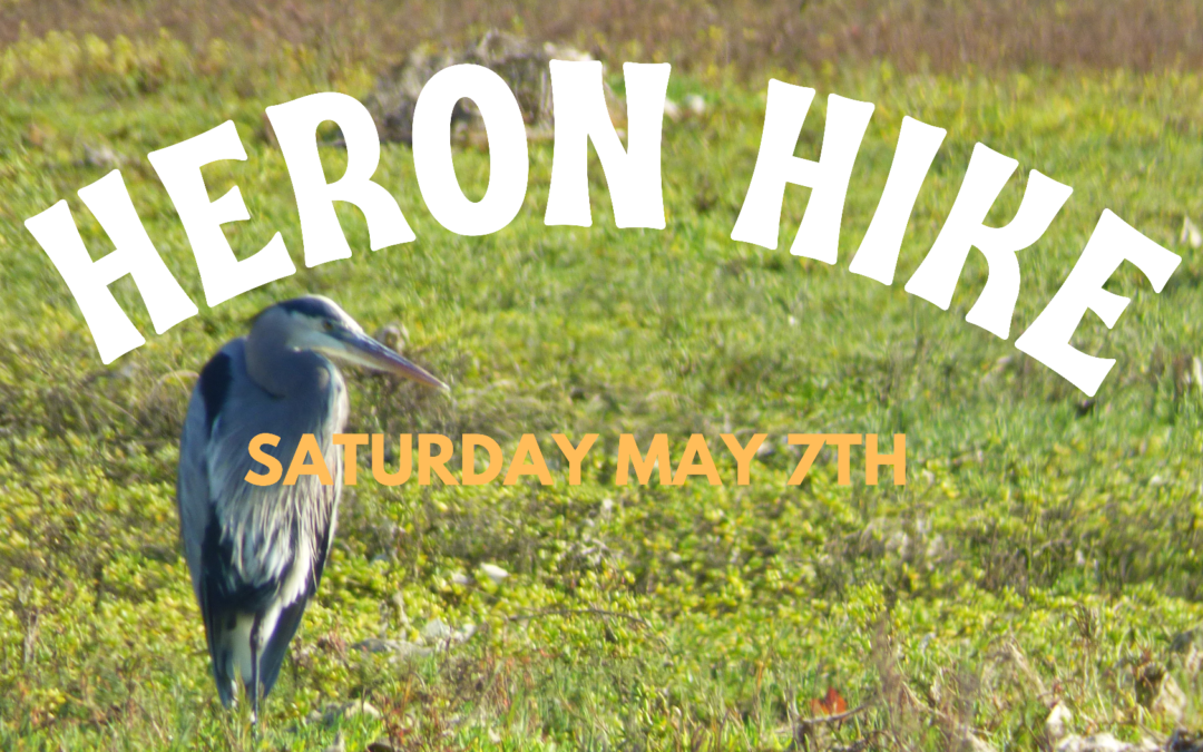 Heron Hike Nature Walk May 7th
