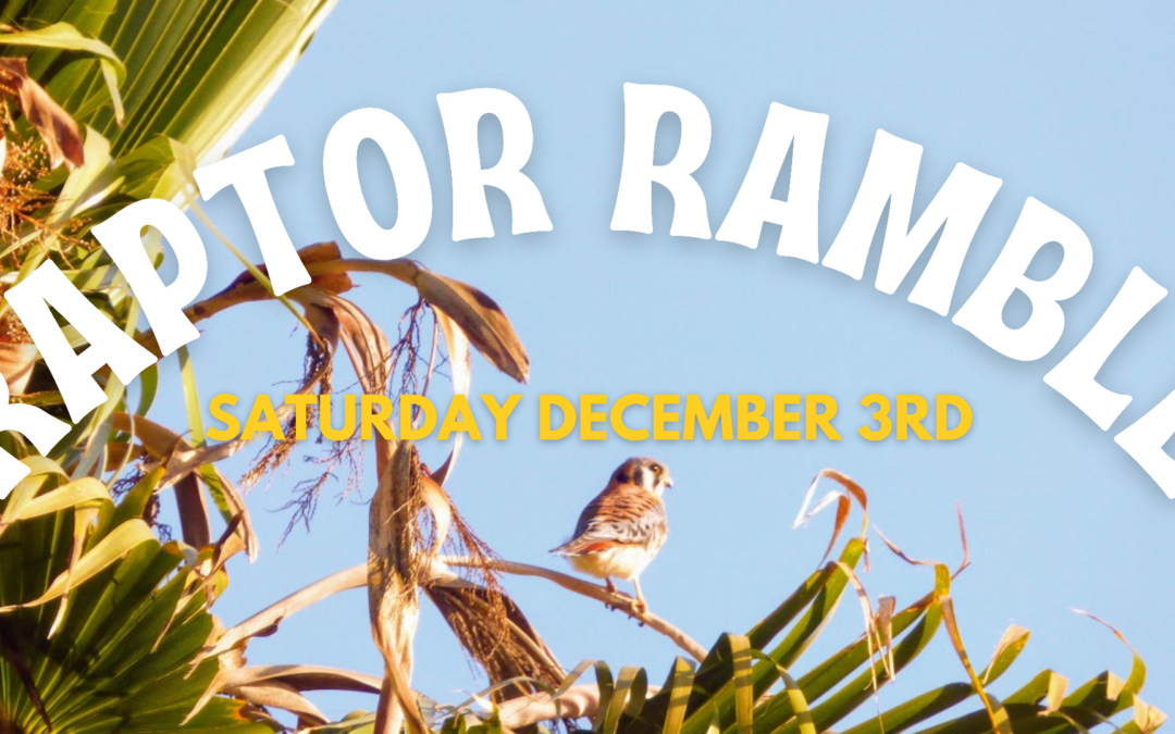 A small bird of prey sits in a palm tree with the words " Raptor Ramble Saturday December 3rd " overlaid