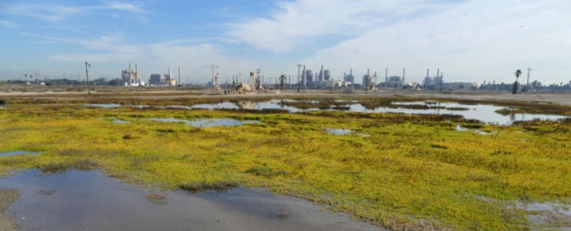 Environmental Review for Los Cerritos Wetlands Heads to Vote
