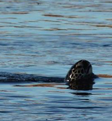 Turtle Trek with Us on Saturday, April 2