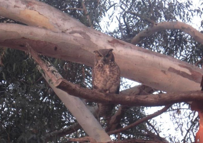 Our next nature walk is on April 4th. It will be a brand-new walk in the Gum Grove Park area ﻿of Seal Beach.
