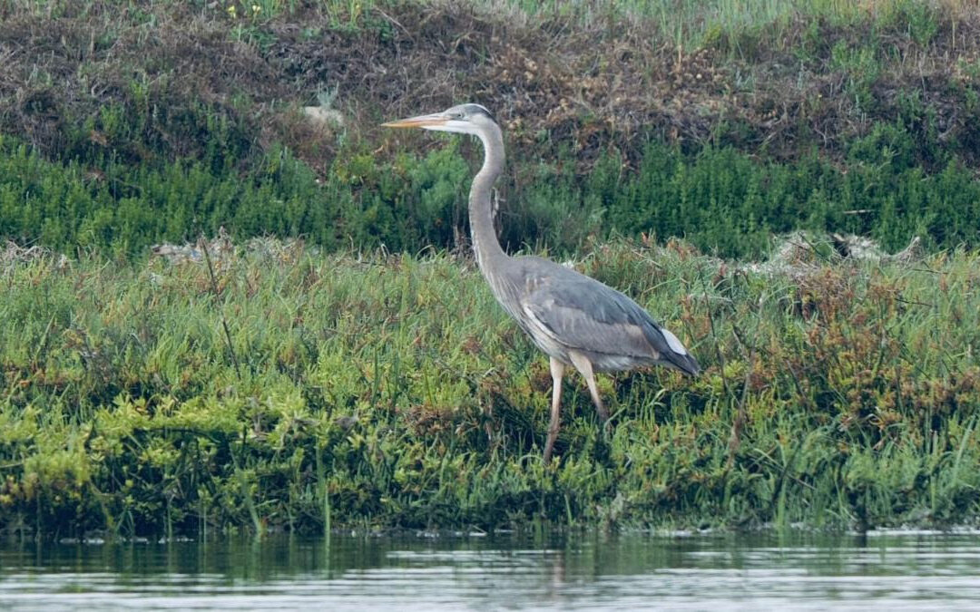 Our next nature walk is the Heron Hike, ﻿I hope you can attend.