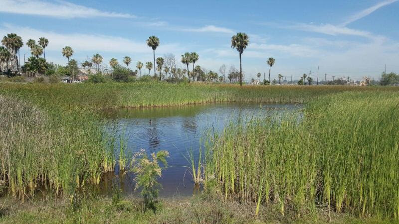 News from the Wetlands: Join us on July 13 and More