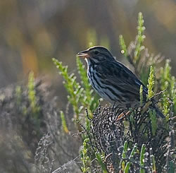 Marketplace Marsh nature walk is coming up!